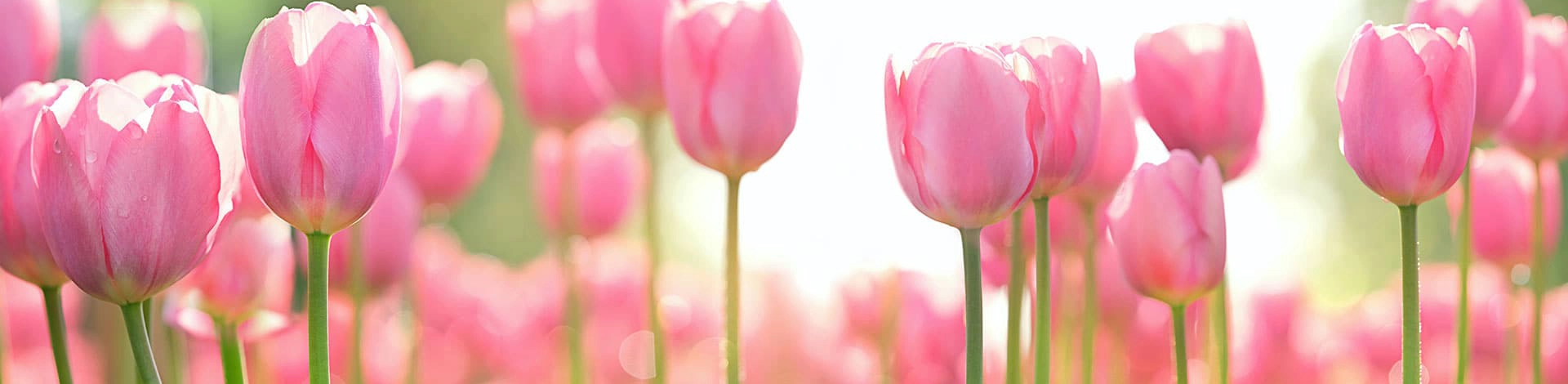 Tulips in the Bahamas
